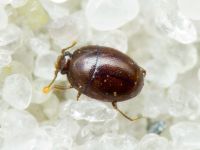 Acritus minutus