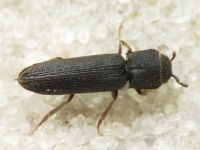 Melasis buprestoides