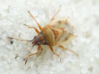 Kleidocerys resedae