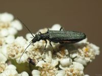Oedemera lurida