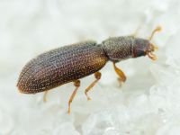 Synchita separanda