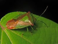 Acanthosoma haemorrhoidale