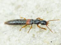 Lathrobium
