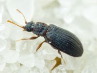 Latridius