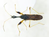 Myodocha serripes