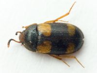 Mycetophagidae