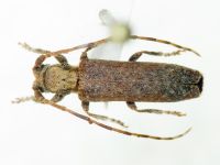 Cerambycidae
