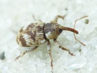 Pachytychius sparsutus