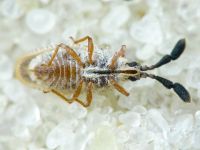 Copium teucrii