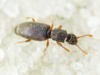 Monotoma brevicollis