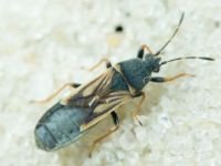 Ischnodemus sabuleti