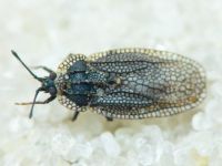 Acalypta marginata