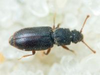 Monotoma brevicollis