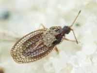 Campylosteira verna