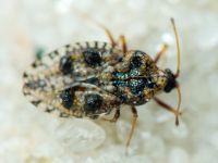 Dictyla rotundata
