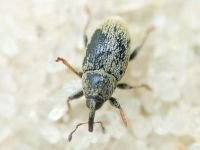 Sibinia (Sibinia) subelliptica