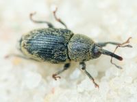 Sibinia (Sibinia) subelliptica