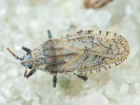 Tingis (Neolasiotropis) pauperata