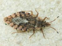 Aradus betulae