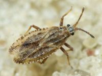 Tingis (Tropidocheila) maculata