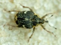 Nedyus quadrimaculatus