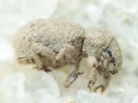Curculionidae