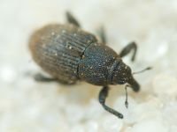 Curculionidae