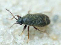 Stygnocoris rusticus