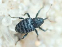 Archarius (Archarius) pyrrhoceras