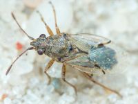 Nysius