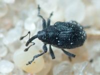 Curculionidae
