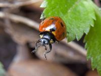 Coccinella septempunctata