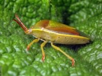 Piezodorus lituratus