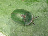 Cassida (Cassida) rubiginosa