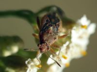 Rhopalidae