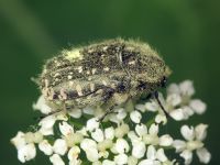 Oxythyrea funesta