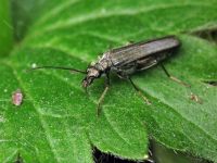 Oedemera lurida