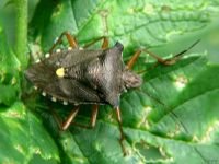 Pentatoma (Pentatoma) rufipes