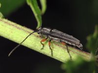 Phytoecia icterica