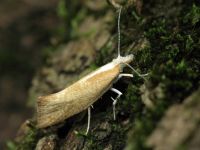 Ypsolopha lucella