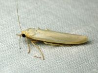 Eilema complana