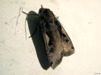 Xestia c-nigrum