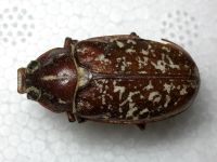 Polyphylla fullo