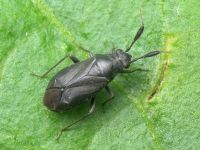 Heterocordylus tumidicornis