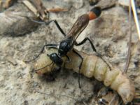 Ammophila sabulosa