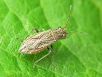 Ortholomus punctipennis