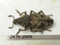 Pachycerus segnis