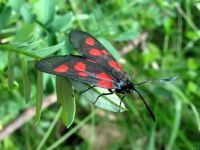 Zygaena lonicerae