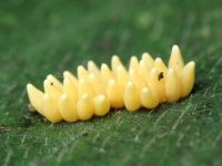 Xanthogaleruca luteola