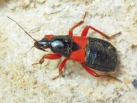 Prostemma guttula